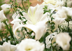 Flowers for a Wedding Guide